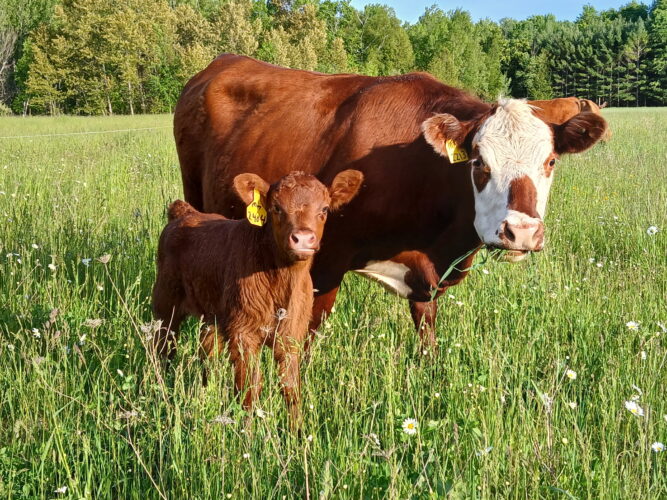 Diversifying the agriculture industry in Northeast Michigan